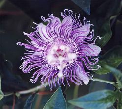 passiflora_incarnata.jpg